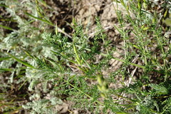 Palimbia rediviva