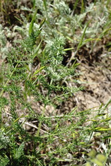Palimbia rediviva