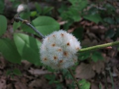 Callirhytis seminator