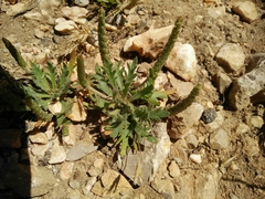 Plantago crypsoides