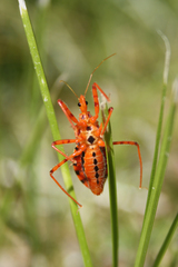 Rhynocoris rubricus