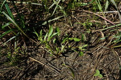 Ranunculus lateriflorus