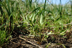 Ranunculus lateriflorus