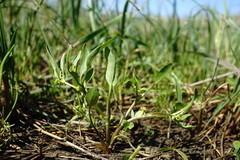 Ranunculus lateriflorus