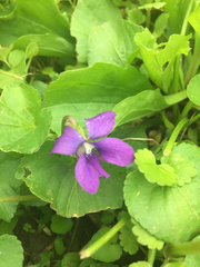 Viola palmata