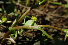 Ranunculus lateriflorus