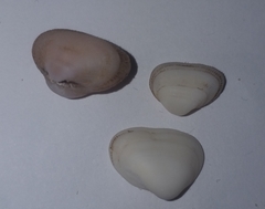 Striarca lactea