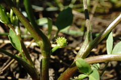 Ranunculus lateriflorus