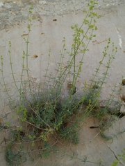 Galium libanoticum