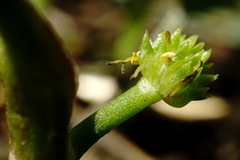 Ranunculus lateriflorus
