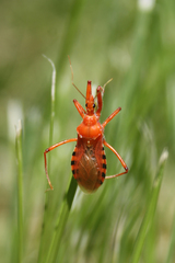 Rhynocoris rubricus