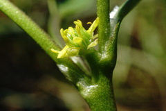 Ranunculus lateriflorus
