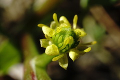 Ranunculus lateriflorus