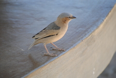 Pseudonigrita arnaudi