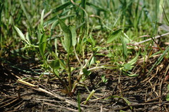 Ranunculus lateriflorus