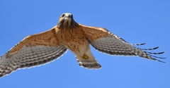 Buteo lineatus lineatus