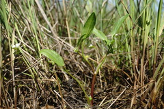 Ranunculus lateriflorus