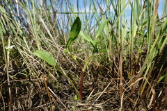 Ranunculus lateriflorus
