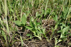 Trifolium angulatum