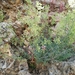 Galium libanoticum - Photo (c) דבורה שיצר, some rights reserved (CC BY-NC), uploaded by דבורה שיצר