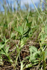 Trifolium angulatum