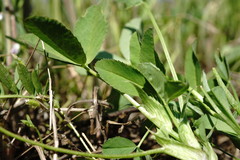 Trifolium angulatum