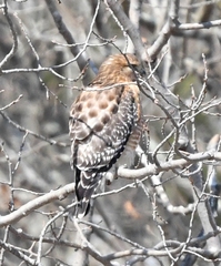 Buteo lineatus lineatus
