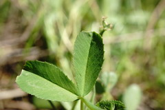 Trifolium angulatum