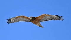 Buteo lineatus lineatus