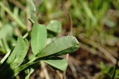 Trifolium angulatum