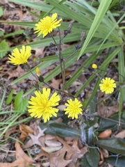 Hieracium megacephalon