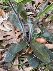 Hieracium megacephalon