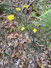 Hieracium megacephalon