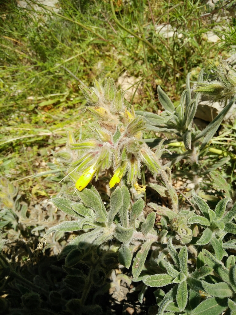 Onosma roussaei