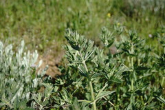 Nepeta parviflora
