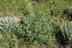 Nepeta parviflora