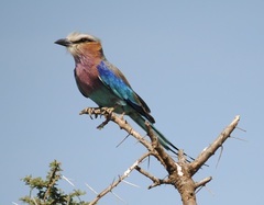 Lilac-Breasted Roller photo 4