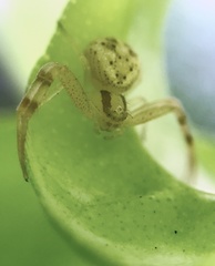 Misumenops