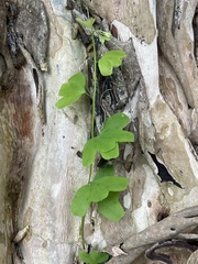 Passiflora penduliflora