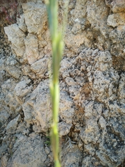 Thinopyrum intermedium intermedium