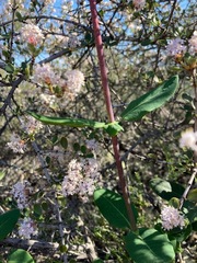 Ceanothus cuneatus ramulosus