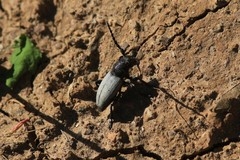 Dorcadion fuliginator