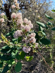 Ceanothus cuneatus ramulosus