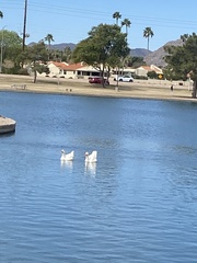 Anser anser domesticus