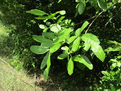 Schinus terebinthifolia