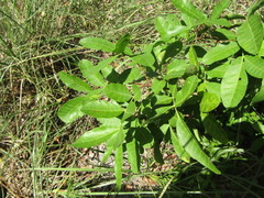 Schinus terebinthifolia