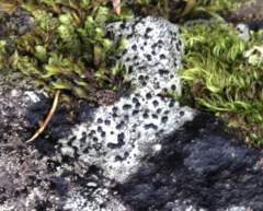 Bagliettoa calciseda