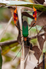 Anisoscelis foliaceus