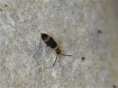 Entomobrya albocincta