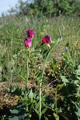 Vicia sativa amphicarpa